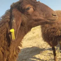 بره نر برای قربانی 650 تومن/ بز نر برای قربانی /