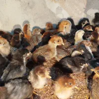 جوجه ۲۰ روزه واکسن خورده