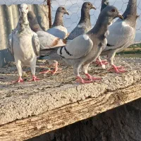 کبوتر فری .