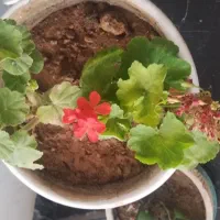 دو عدد گل طبیعی شمدانی