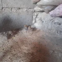 قبل از معامله زنگ نزنی