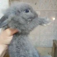 خرگوش لوپ
