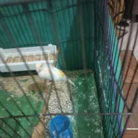 قناری ماده آماده اماده