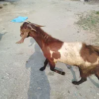 فروش نر بز دورگه