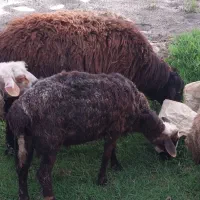 بره نر برای قربانی
