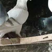 جفت خوشرنگ