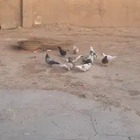 کبوتر‌جفتی‌500