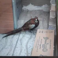 خروس آمریکایی معاوضه با مرغ کرک