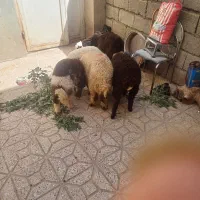 ۵بره نره