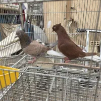 دم سفید همه رنگ موجود است همه عتیغه سرور آتشی