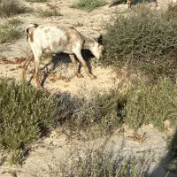 فروش بز کهره
