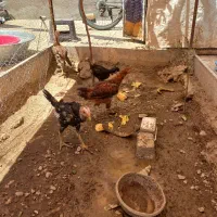 فروش چهار عدد جوجه لاری