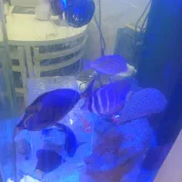 ماهی ابشور . آب شور .خانگی