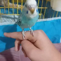 جوجه دو ماهه