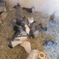 ۱۹تا المانی و چنتا رنگی
