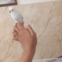 مورغ عشق