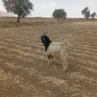بزغاله نر.بیگ.تیشتر.دوبر .بعده بز گوسفند بره
