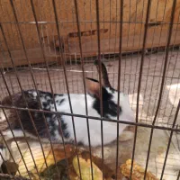 خرگوش پشمو سیاه سفید