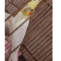 فروش عروس هلندی