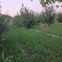 فروش باغچه