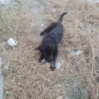 سگ سیاه