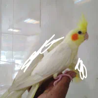 عروس هلندی
