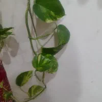 قلمه گل پتوس