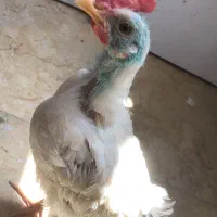 مرغ لاری ۴ ماهه