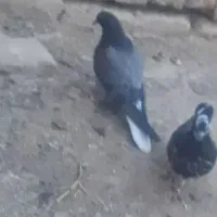 کفتر