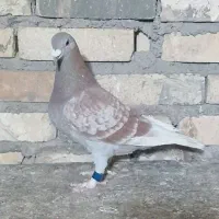 پرنده با زرگان نشسته
