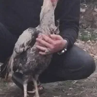 فروش خروس لاری صابونی اصیل