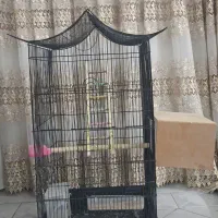 قفس عروس هلندی بزرگ همراه لانه