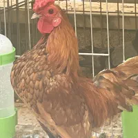 خروس منیاتوری