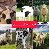 گروه قرعه کشی دام در روبیکا