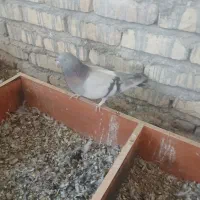فروش کبوتر پر