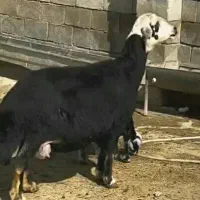 گوسفند