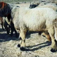 نرمیش ترکی اصل بفروش میرسد