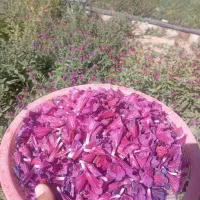 گل گاوزبان