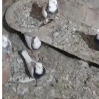 کبوتر طوقی بدون حتی پر اضافه