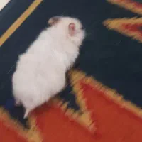 همستر|موش و خرگوش|زرند, |دیوار