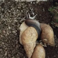 حلزون آچاتینا