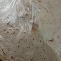 نون محلی
