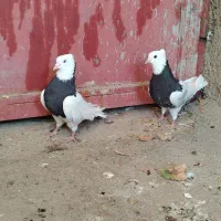 کبوترطوقی