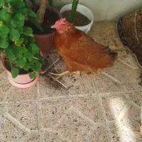 مرغ تخم گذار