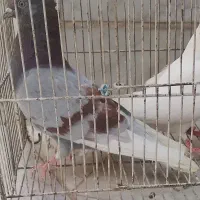 کفتر واردک