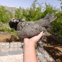 مرغ سلطان