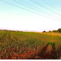 فروش زمین زراعتی