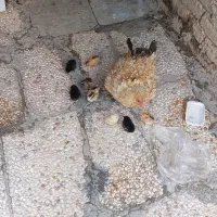 جوجه فروشی