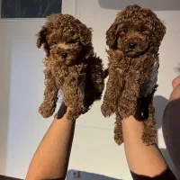 توی پودل هلویی ،رد ،دارک رد ،