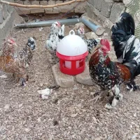 یوسل بلژیکی و براکل فیومی جوجه کbک